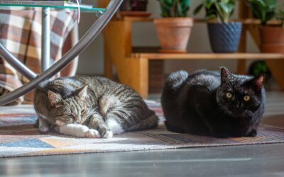 How to Get Rid of Pet Dander from Carpets and Upholstery
